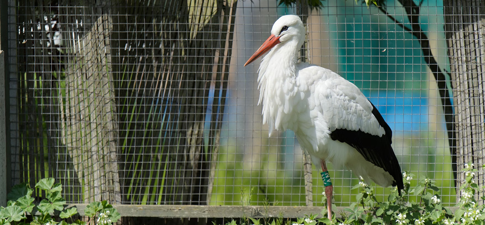 Global Excellent Welfare Program Overview